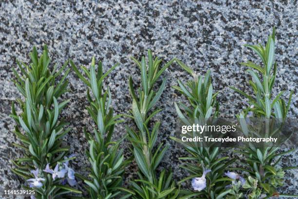sprigs of rosemary on anzac day - anzac cove stock pictures, royalty-free photos & images