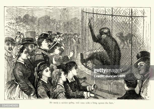 victotrian zoo, people watching the monkey exhibit, 19th century - human primate stock illustrations