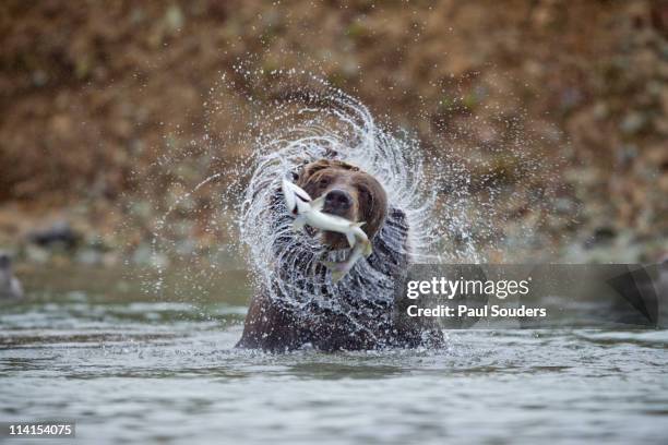 coastal brown bear, katmai national park, alaska - parco nazionale di katmai foto e immagini stock