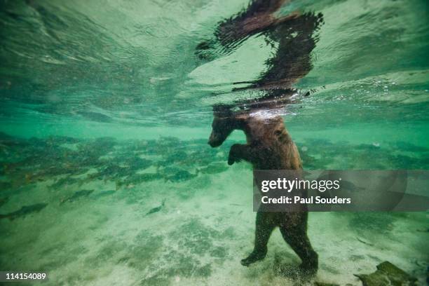 Underwater Brown Bear, Alaska