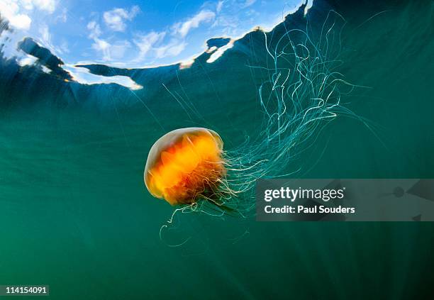 jellyfish, alaska - cyanea capillata photos et images de collection