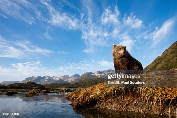 coastal brown bear, katmai national park, alaska - bear stock-fotos und bilder