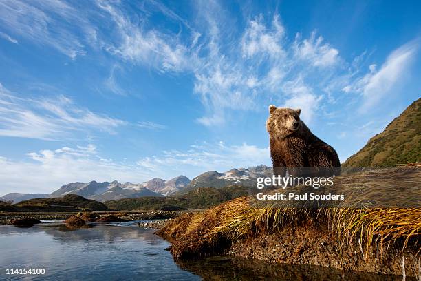 coastal brown bear, katmai national park, alaska - katmai national park stockfoto's en -beelden