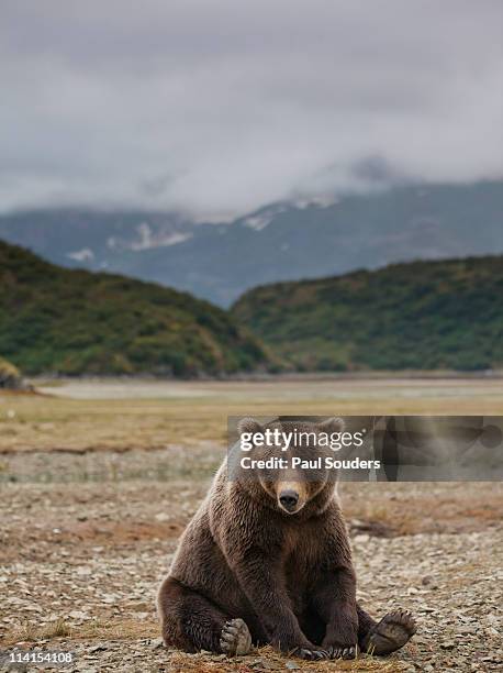 brown bear,  katmai national park, alaska - ursus arctos stock pictures, royalty-free photos & images