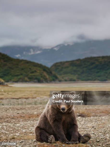 brown bear, katmai national park, alaska - bear sitting stock pictures, royalty-free photos & images