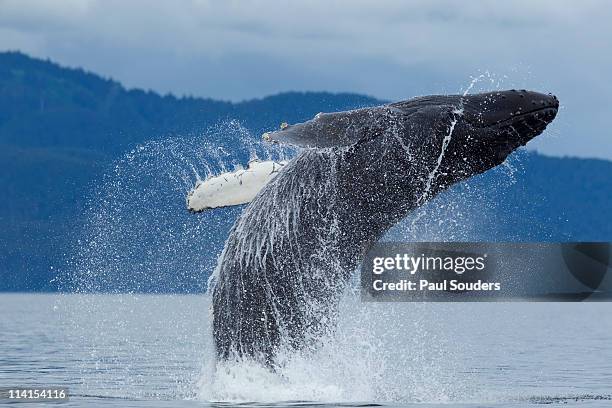 breaching humpback whale, alaska - walvis stockfoto's en -beelden