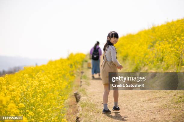 little girl looking over shoulder in oilseed rape field - chiba prefecture stock pictures, royalty-free photos & images