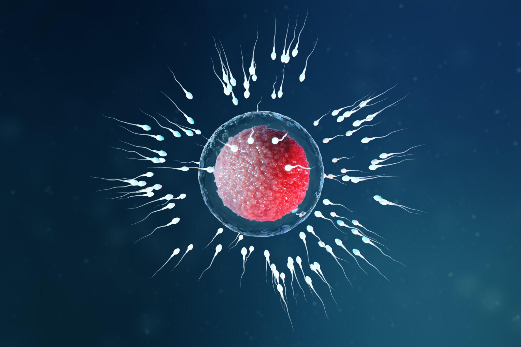 3D illustration sperm and egg cell, ovum. Sperm approaching egg cell. Native and natural fertilization. Conception the beginning of a new life. Ovum with red core under the microscope, movement sperm 3D illustration sperm and egg cell, ovum. Sperm approaching egg cell. Native and natural fertilization. Conception the beginning of a new life. Ovum with red core under the microscope, movement sperm