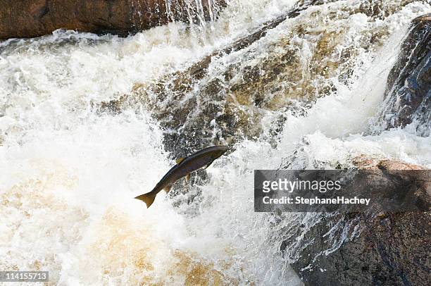 jumping fish - salmon jumping stockfoto's en -beelden