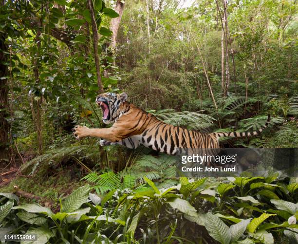 64,783 Jungle Animals Photos and Premium High Res Pictures - Getty Images
