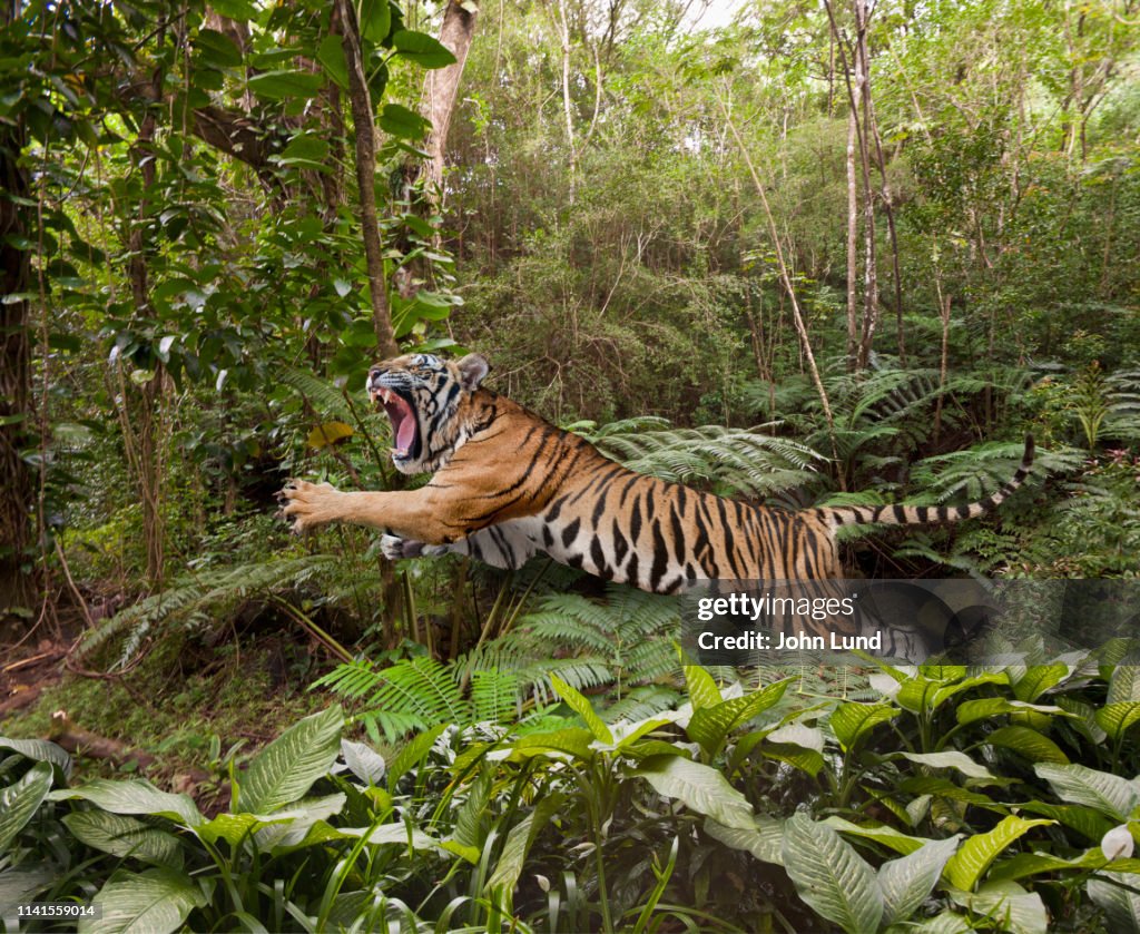 Leaping Tiger In The Jungle