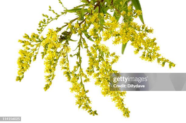 yellow goldenrod flowers isolated on white - goldenrod stock pictures, royalty-free photos & images