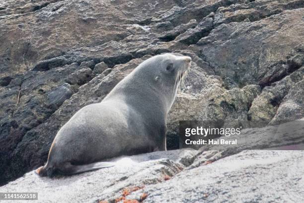 new zealand fur seal - doubtful sound stock-fotos und bilder