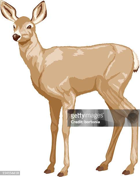 white tailed deer - doe foot stock illustrations