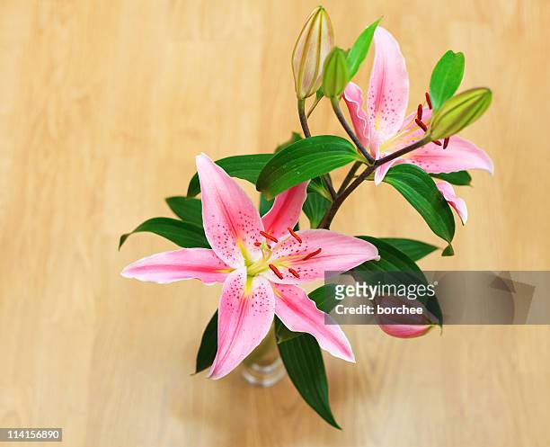 rosa lilie blume - tiger lily flower stock-fotos und bilder