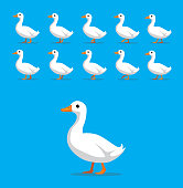 Animal Animation Sequence White Duck Cartoon Vector