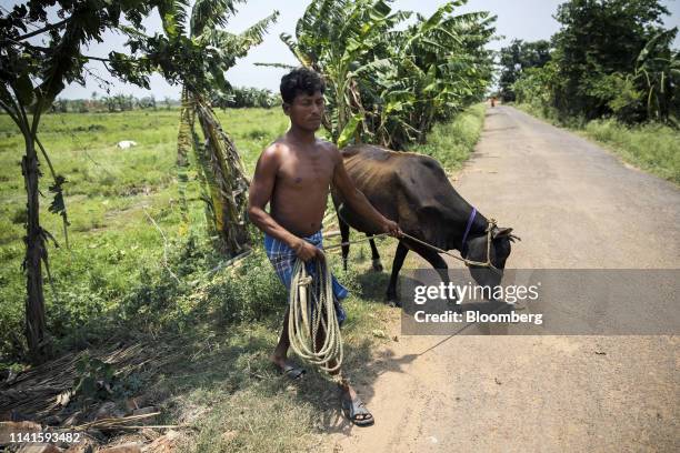 Man herds a cow at the site of the once-proposed Tata Motors Ltd. Factory in Singur, West Bengal, India, on Tuesday, April 30, 2019. West Bengal...