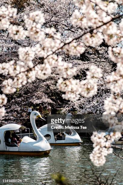 swan boat and cherry blossoms at inokashira park - cherry blossoms in full bloom in tokyo imagens e fotografias de stock