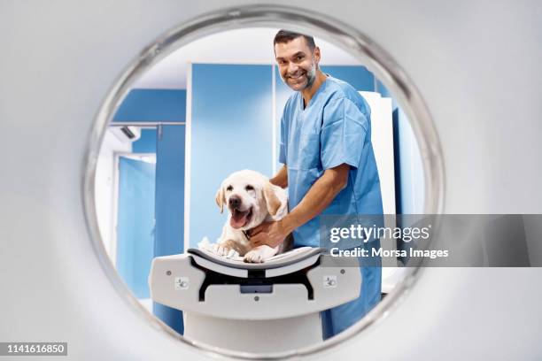veterinarian performing cat scan on labrador - tomography stock pictures, royalty-free photos & images