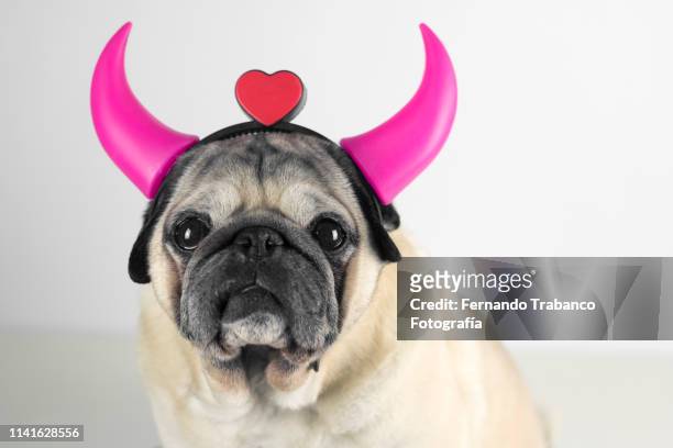 dog with pink horns and a heart - pug unicorn stock pictures, royalty-free photos & images