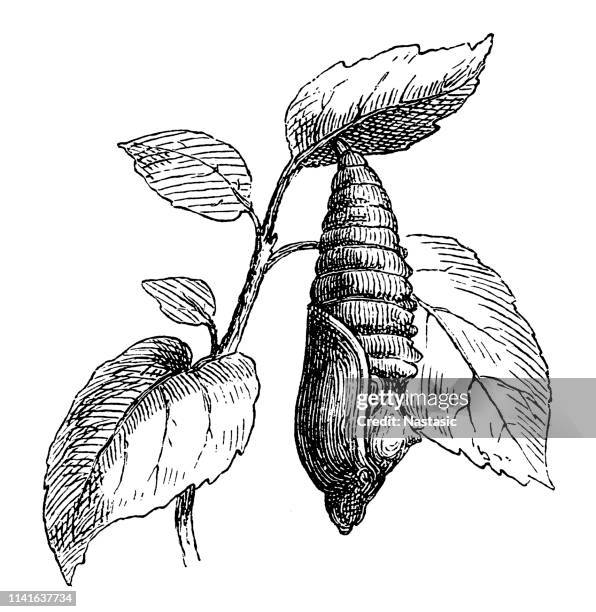 chrysalis of a silkworm insect - bombyx mori - pupa stock illustrations