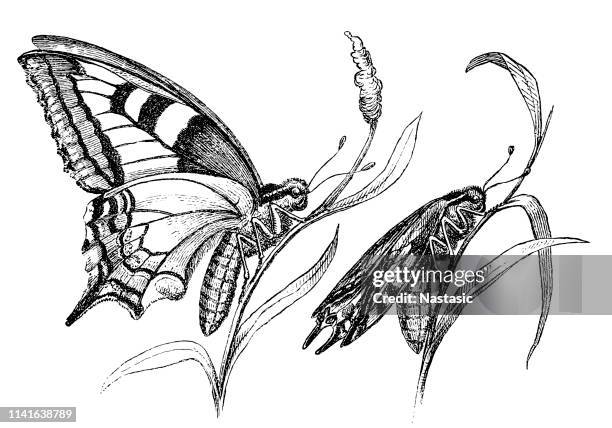 the wing development of the swallowtail after the release - cocoon animal stage stock illustrations
