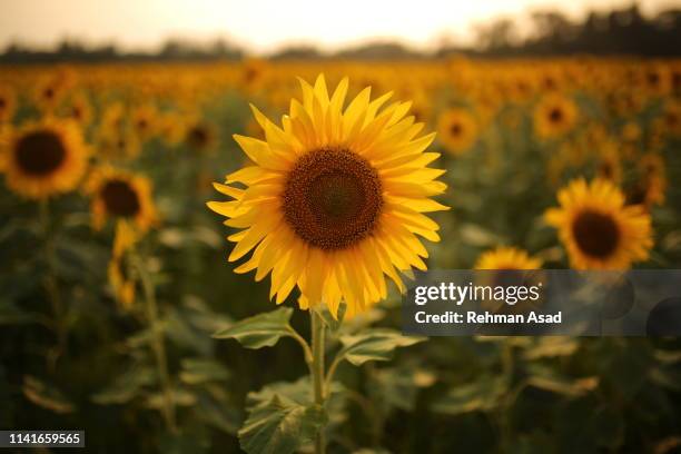 sunflower - sunflower stockfoto's en -beelden
