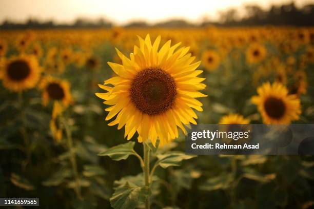 sunflower - sun flower stockfoto's en -beelden