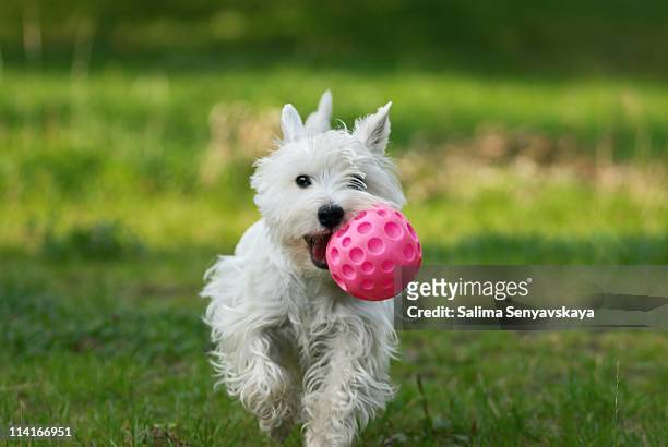 heureux westie - dog and ball photos et images de collection