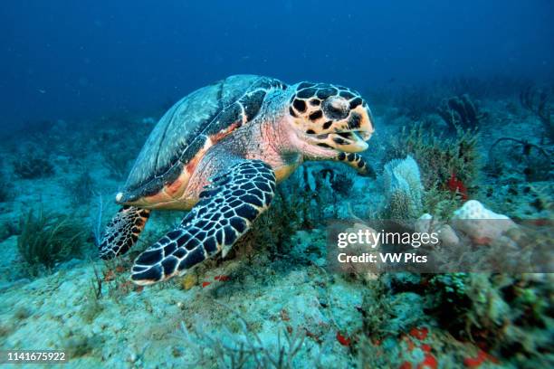 Hawksbill turtle, Eretmochelys imbricata, are endangered and are shown here using their narrow jaw to eat sponges and tunicates from crevices in the...