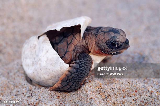 Loggerhead turtle, Caretta caretta, is endangered. A nest contains about 100 eggs. Hatchlings try to avoid many predators during their escape to the...