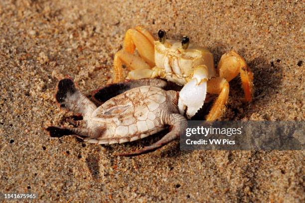 Green turtle, Chelonia mydas, nest contains about 100 eggs. Hatchlings try to avoid predation on their way to the ocean, but some fall prey to Ghost...