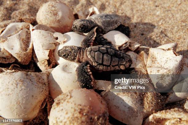 Loggerhead turtle, News Photo
