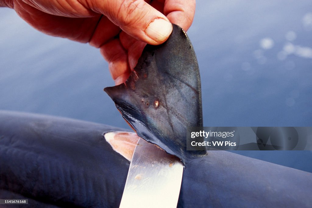 Shark finning