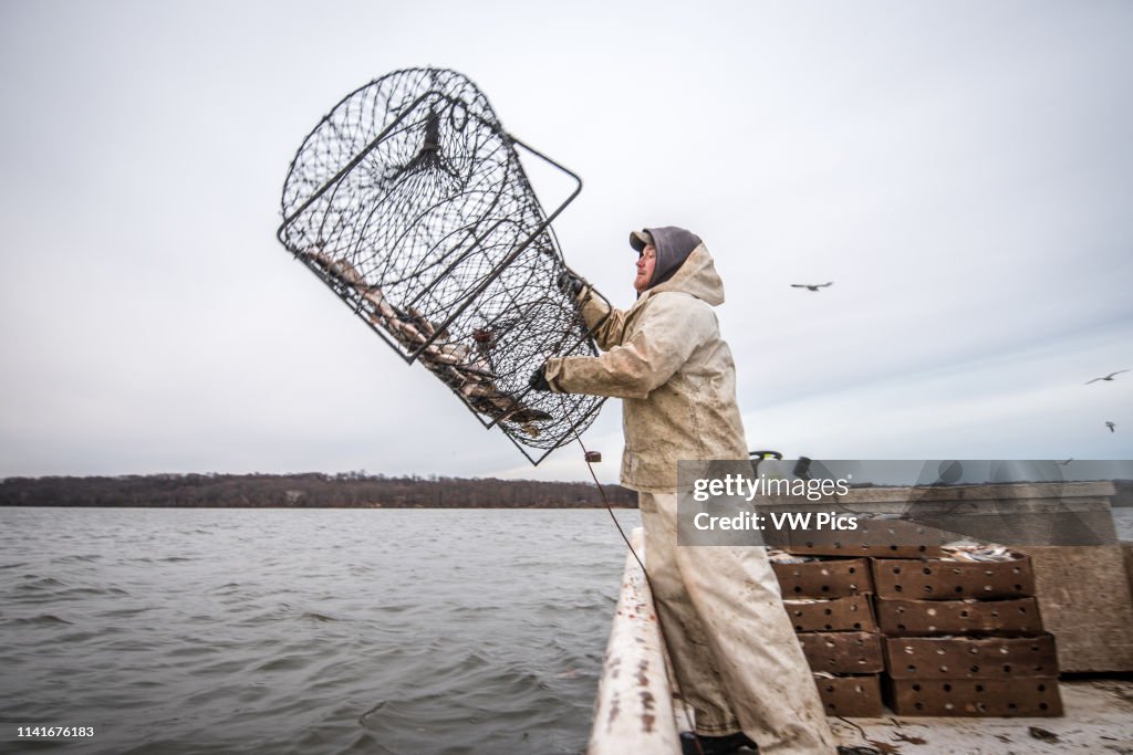 Waterman throwing out a hoop net filled with manhaden bait fish to catch blue catfish on the Potomac River near Fort Washington, Maryland