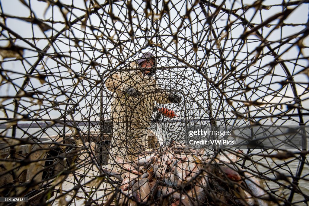 Fisherman unloading a hoop net of blue catfish into a barrel on the Potomac River near Fort Washington, Maryland