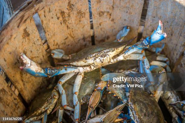 Chesapeake blue crab lifts up its claws standing in basket, Dundalk, Maryland.