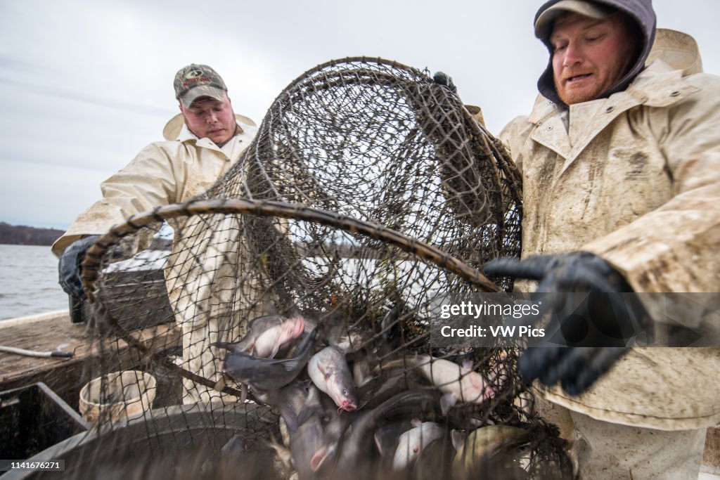 Fishermen unloading a hoop net of blue catfish into a barrel on the Potomac River near Fort Washington, Maryland