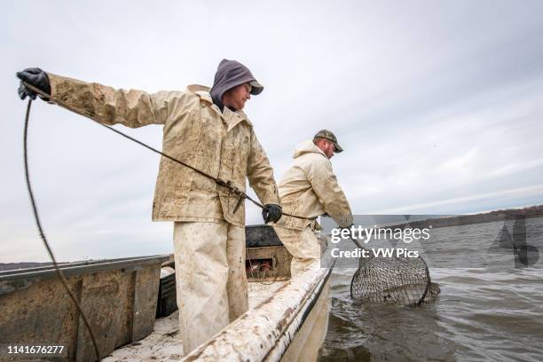 Fishermen pulling in a hoop net of blue catfish on the Potomac River near Fort Washington, Maryland.