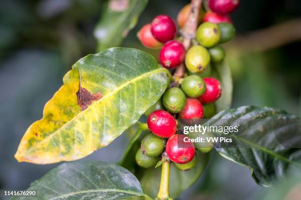 Cofee Rust Coffee Rust Photos and Premium High Res Pictures - Getty Images