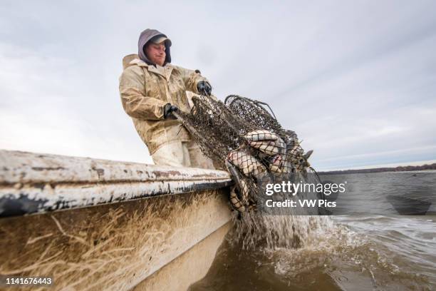 Fishermen pulling in a hoop net of blue catfish on the Potomac River near Fort Washington, Maryland.