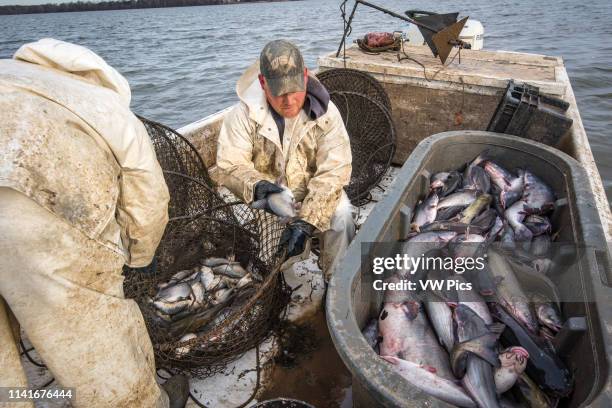Fishermen pulling in a hoop net of blue catfish on the Potomac River near Fort Washington, Maryland.