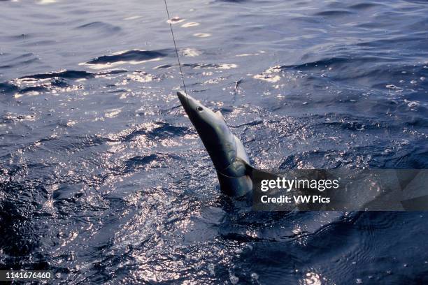 153 Longline Fishing Stock Photos, High-Res Pictures, and Images - Getty  Images
