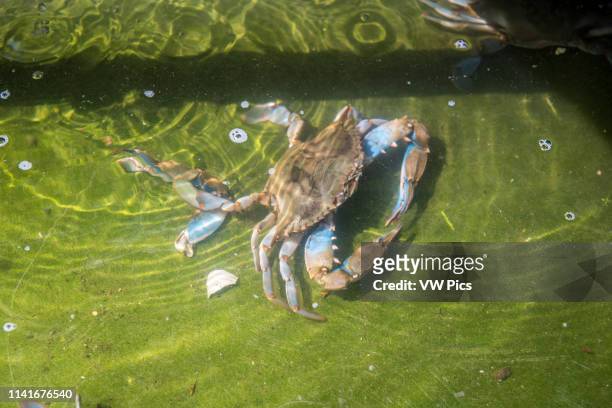 Chesapeake blue crab crawling along sand underwater, Dundalk, Maryland.