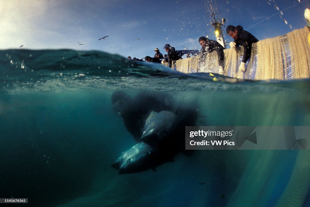Bluefin Tuna
