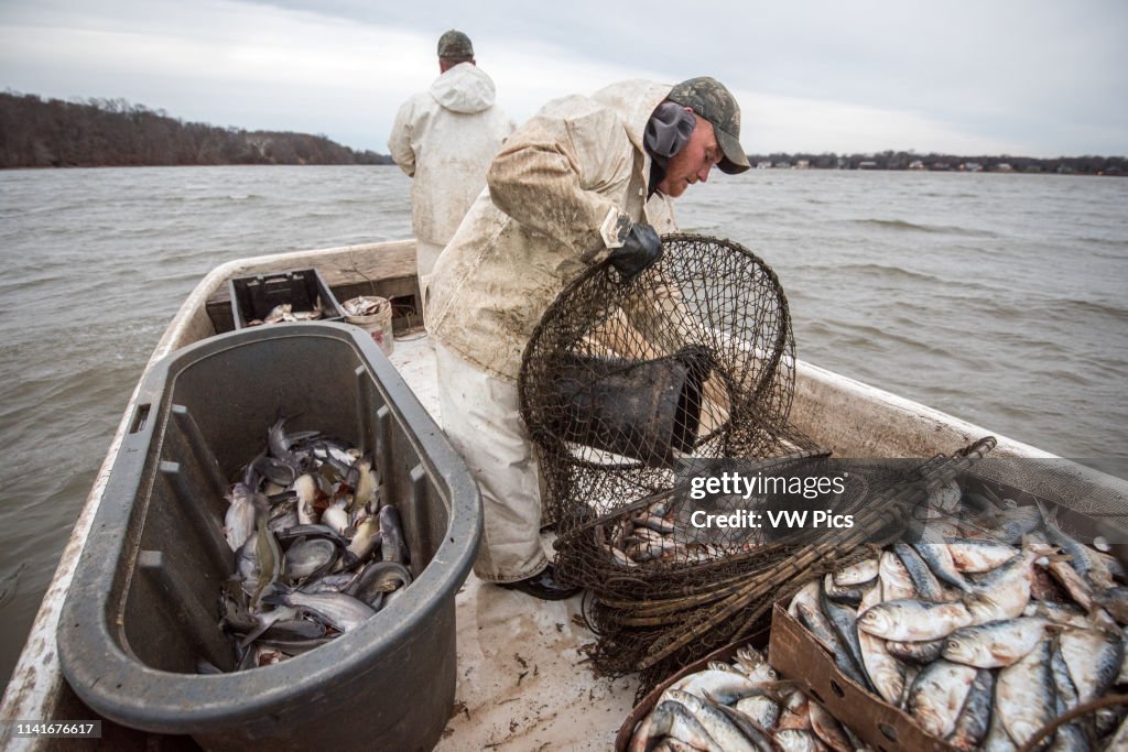 Waterman loading a hoop net with menhaden bait fish to catch blue catfish