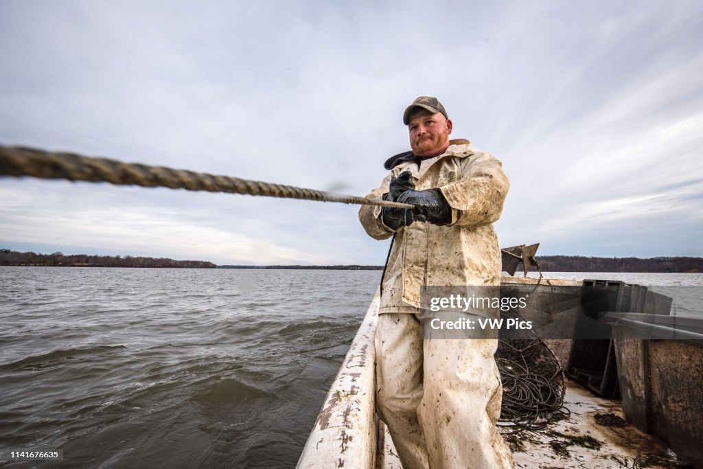 Fishermen pulling in a hoop net of blue catfish on the Potomac River near Fort Washington, Maryland