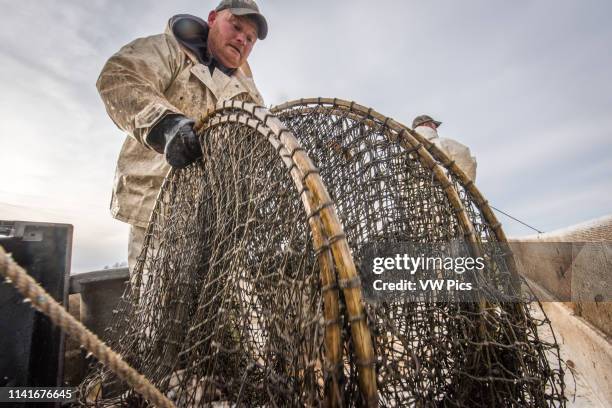 Fishermen pulling in a hoop net of blue catfish on the Potomac River near Fort Washington, Maryland.