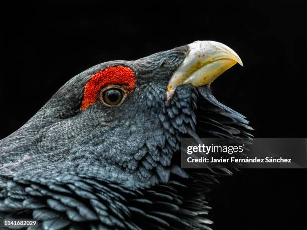 detail of the head of a male cantabrian capercaillie. tetrao urogallus cantabricus. - tetrao urogallus stock pictures, royalty-free photos & images