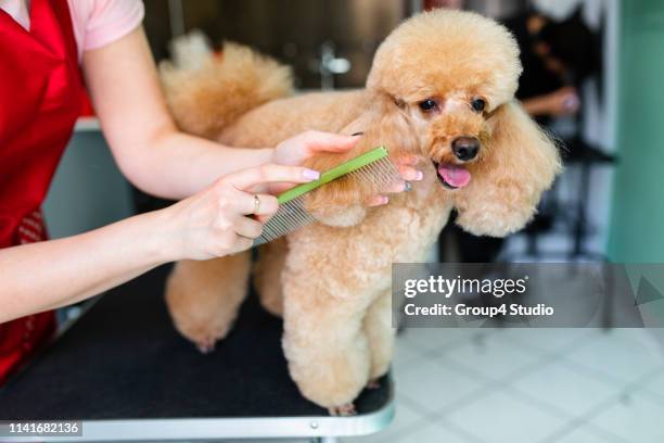 poodle getting groomed - pet grooming salon stock pictures, royalty-free photos & images
